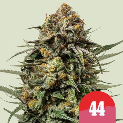 Royal Queen Seeds x Tyson 2.0 - Gelato 44