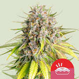 Royal Queen Seeds x Tyson 2.0 - Punch Pie
