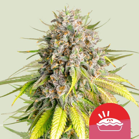 Royal Queen Seeds x Tyson 2.0 - Punch Pie
