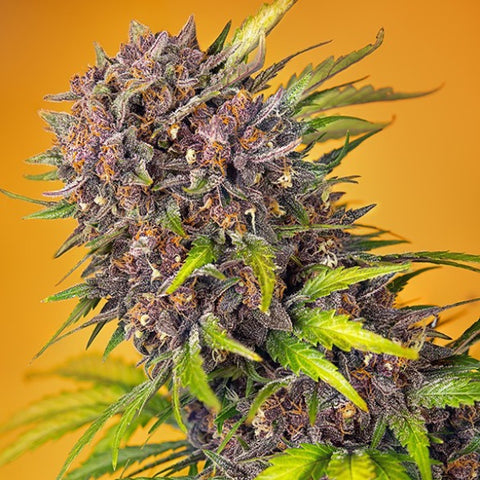 Sweet Seeds - Diablo Rojo XL Auto®