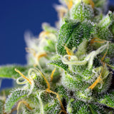 Sweet Seeds - Honey Peach Auto CBD®