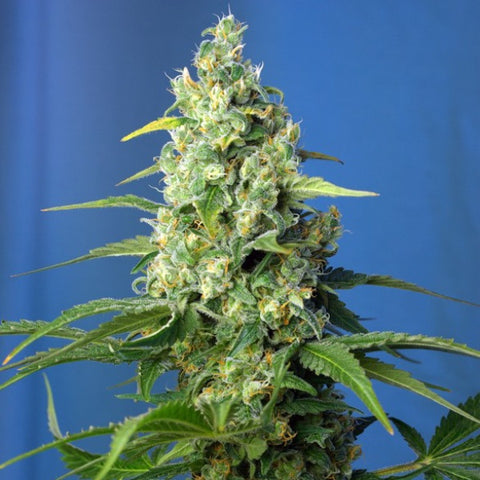 Sweet Seeds - Honey Peach Auto CBD®