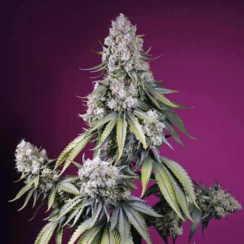 Sweet Seeds - Jealousy Z XL Auto®