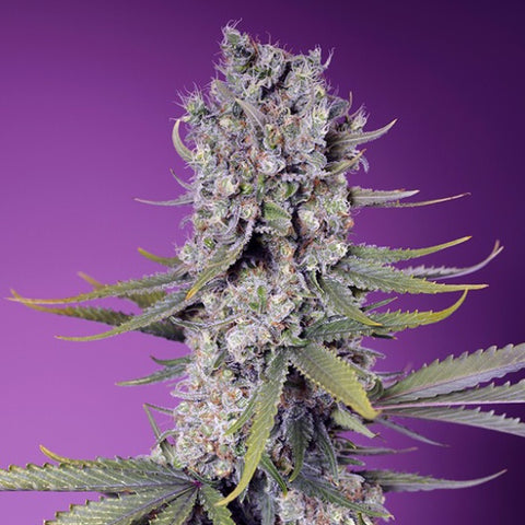 Sweet Seeds - Papaya Zoap F1 Fast Version®