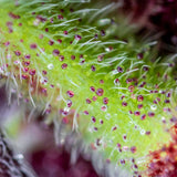 Sweet Seeds - Red Pure Auto CBD®