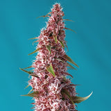 Sweet Seeds - Red Pure Auto CBD®