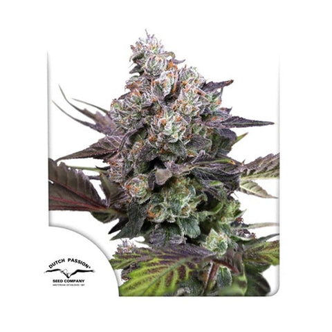 Dutch Passion Seeds - Candy Bubatz XL
