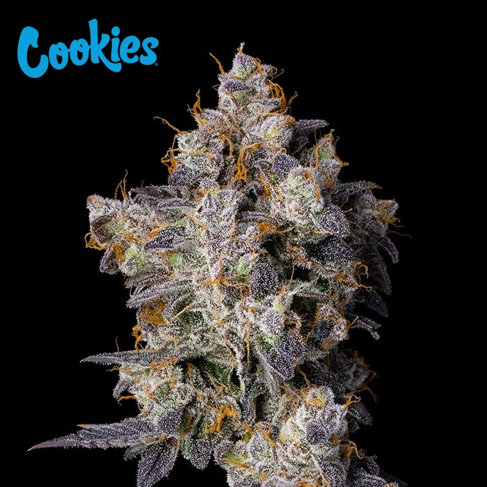Cookies Seed Bank - Cherry Zolato – The JuicyJoint