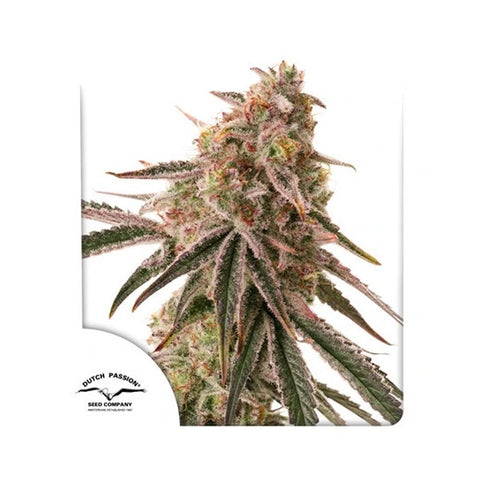 Dutch Passion Seeds - Frozen Biscotti