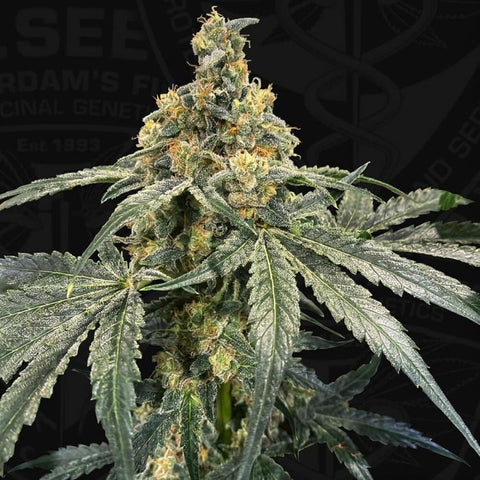 T.H Seeds - Flash