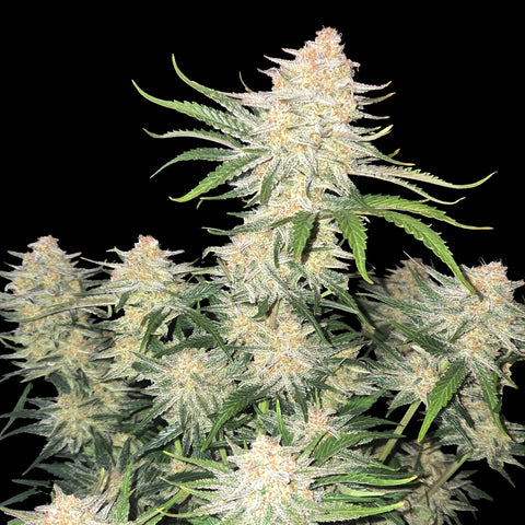 Fast Buds - Frostbanger Auto