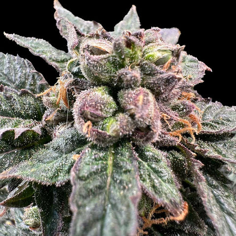 Grateful Seeds - Bro Science + 1 x Free Obsession Seed
