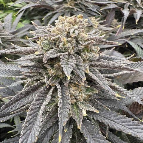 Grateful Seeds - Midnight Zlap + 1 x Free Obsession Seed