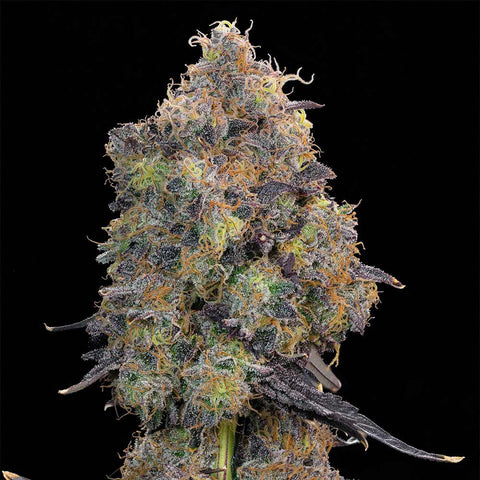 Grounded Genetics - Blueberry Zkunk