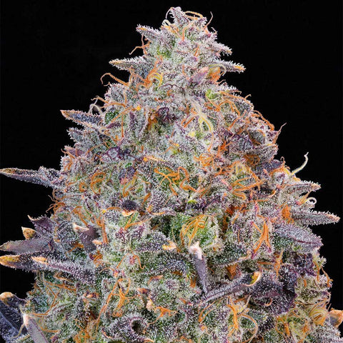 Grounded Genetics -Pink Chai