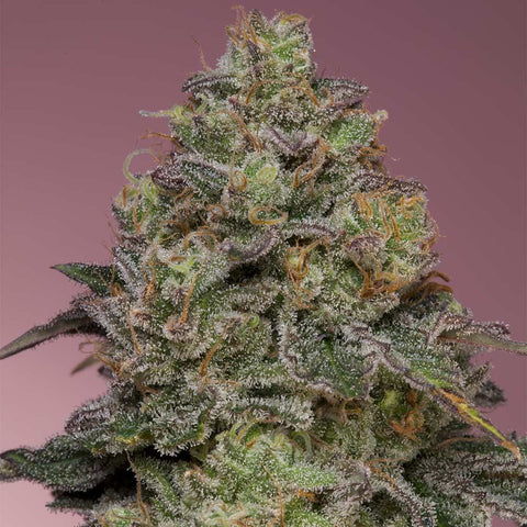 Grounded Genetics - Pink Parmesan