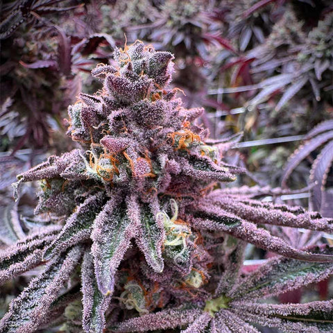 Grounded Genetics - Sour Blucci
