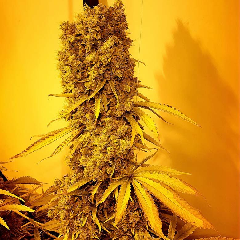 Holy Smoke Seeds Strawberry Cane The JuicyJoint