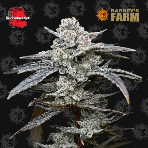 Barneys Farm Seeds x Backpack Boyz - Lemon Cherry Gelato