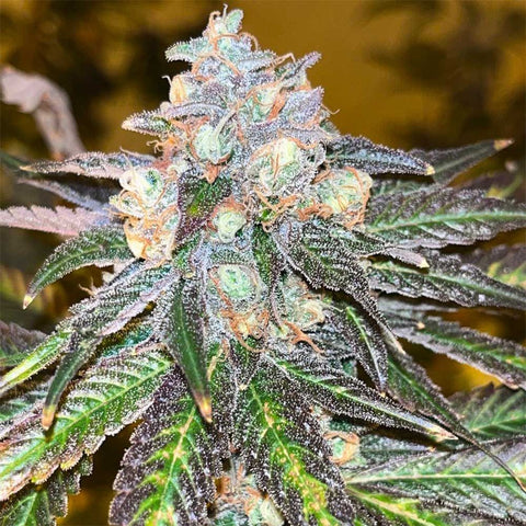Old School Genetics - RS11 Kosher