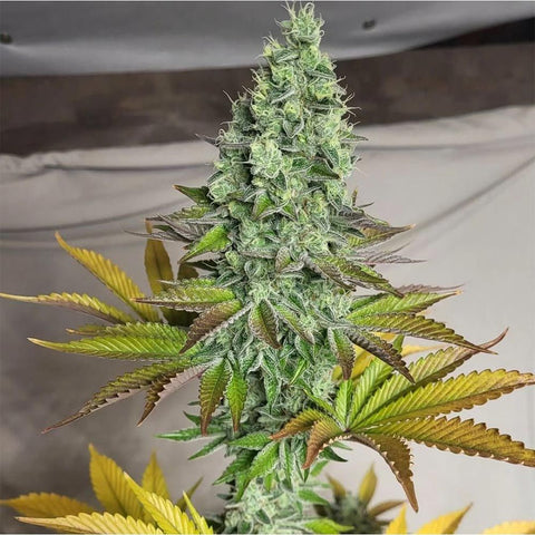 Old School Genetics - Garlic Kosher
