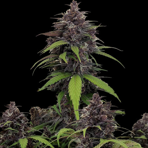 Fast Buds - Purple Haze Auto