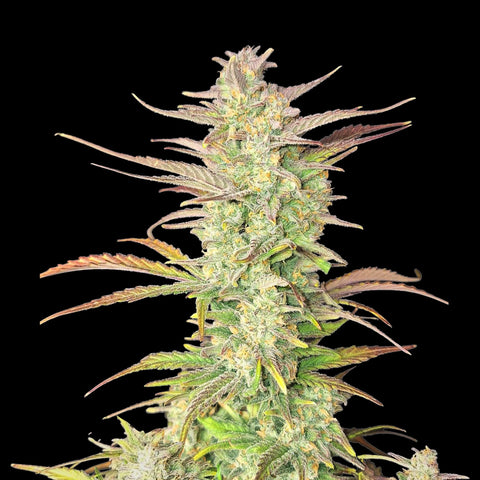 Fast Buds - Z-up Auto