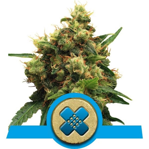 Royal Queen Seeds - Painkiller XL (CBD) - The JuicyJoint
