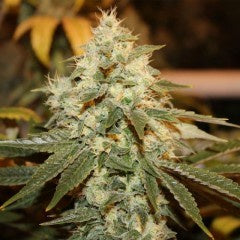 Dark Horse Genetics - Chem Berry D Regular - The JuicyJoint