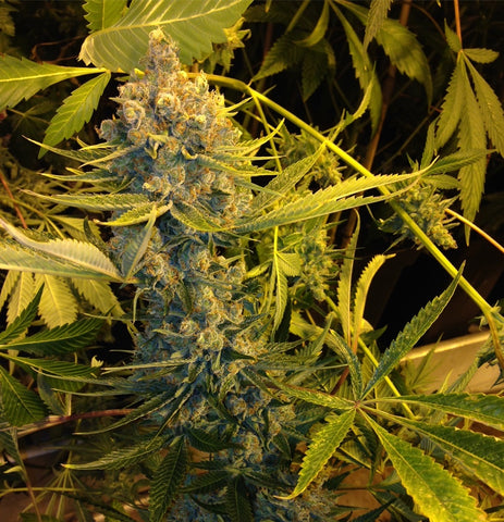 T.H. Seeds - Dawg Star