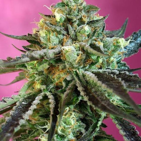 Sweet Seeds - Sweet Nurse Auto CBD