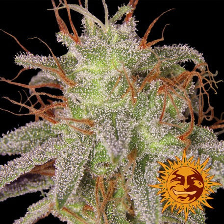 Barneys Farm Seeds - Amnesia Lemon - The JuicyJoint