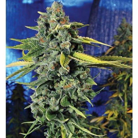 The Cali Connection - Blue Dream Haze