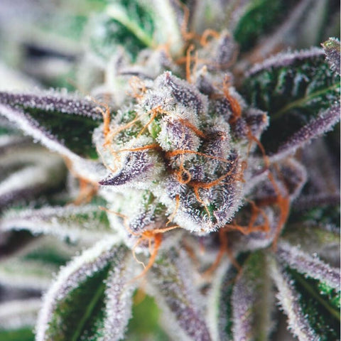 Pyramid Seeds - Do-Si-Dos
