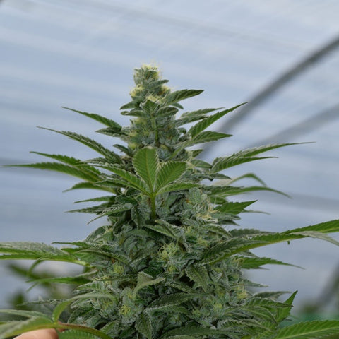 Emerald Triangle Seeds - Critical Strawberry Banana