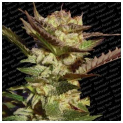 Paradise Seeds - Durga Mata - The JuicyJoint