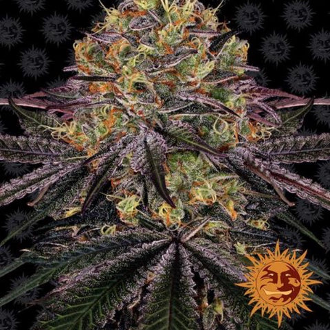 SALE!! Barneys Farm Seeds - Watermelon Zkittlez™