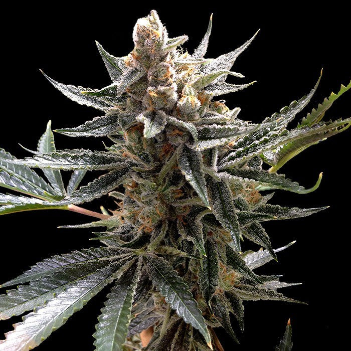 Reserva Privada - Tangie – The JuicyJoint