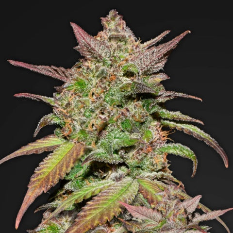 Fast Buds - Smoothie Auto