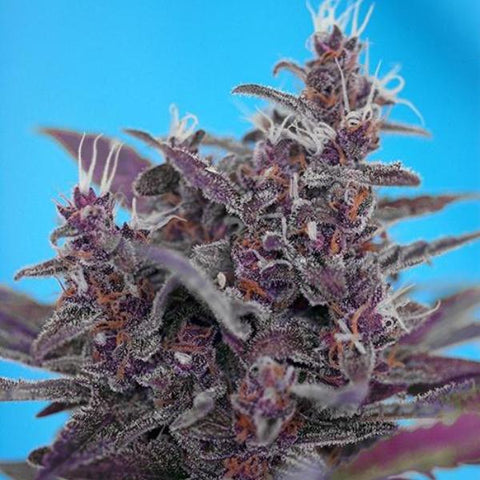 Sweet Seeds - Black Cream Auto