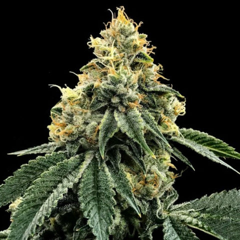 DNA Genetics - Kosher Dawg - 6 Pack