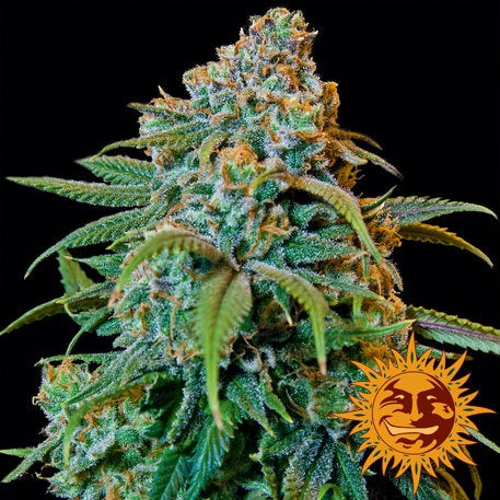 Barneys Farm Seeds - Liberty Haze - The JuicyJoint