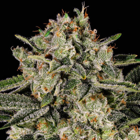 Anesia Seeds - Banana MAC