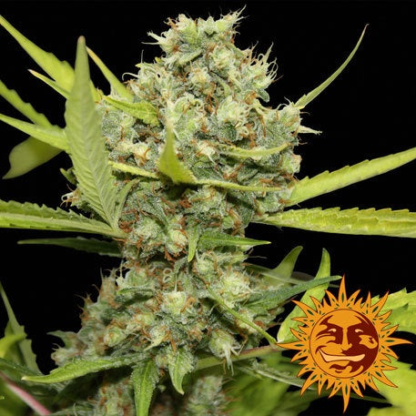 Barneys Farm Seeds - Pineapple Chunk - The JuicyJoint