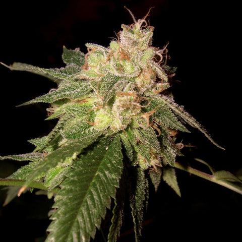 Reserva Privada - OG Kush - The JuicyJoint