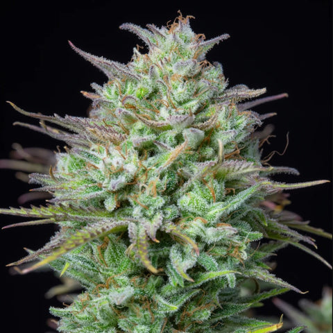 SALE!! Fast Buds - Kosher Cake Auto