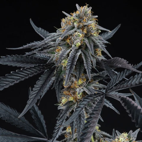 Perfect Tree - Peach Sherbet OG + 3 x Free Tropicozz Seeds