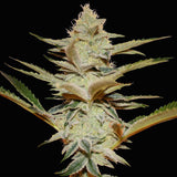 T.H. Seeds - Stracciatella