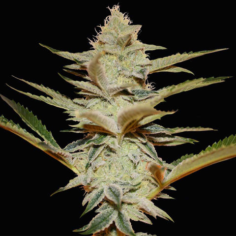 T.H. Seeds - Stracciatella