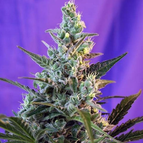 Sweet Seeds - Sweet Skunk Auto